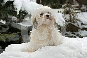Cute little Havanese girl dog in the snow