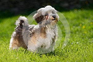 Cute little Havanese puppy stands in the grass