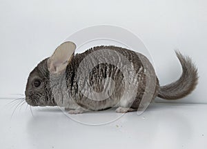 Cute little heterobeige chinchillas.Fluffy rodent with gray fur on a white background. A pet, a cute furry friend, a good rodent.