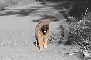 A Cute little homeless puppy is running outside alone