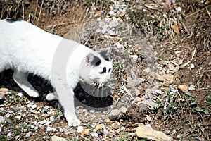 Cute little homemade cat walking around looking for mice.