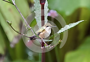 Cute Little Hummingbird Perched On A Plant Stem