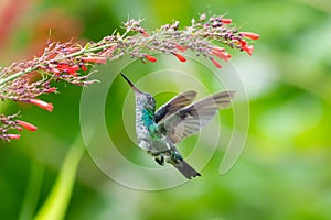 Cute little hummingbird reaching in flight towards red flowers.