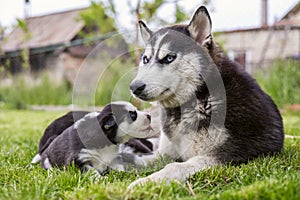 Cute little husky puppies playing with her dog mom outdoors on a meadow in the garden or park