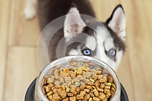 Cute little husky puppy at home waiting to eat his food in a bowl. Owner feeding his cute dog at home. Pets indoors