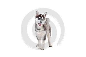 Cute little husky puppy isolated on white background. Studio shot of a funny black and white husky puppy, age 3 months on a white photo