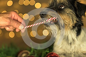 Cute Little Jack Russell Terrier dog is licking a candy cane in front of blurred Christmas background. Candy is held out to him