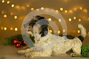 Cute little cute Jack Russell Terrier dog lies at Christmas between green branches and Christmas balls
