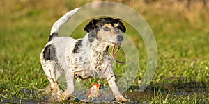 Cute Little Jack Russell Terrier dog is playing with his ball and carrying the toy