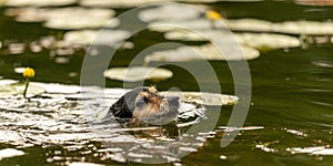 Cute little Jack Russell Terrier dog swims in green water between flowers. The animal has fun in the water and cools down in