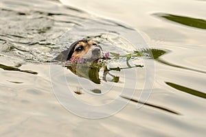 Cute little Jack Russell Terrier dog swims in water and retrieves a flower in his mouth