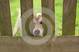 Cute Little Jack Russell Terrier dog 12 years old. Doggie squeezes his nose through the fence opening