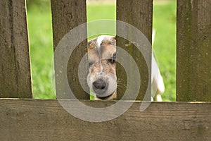 Cute Little Jack Russell Terrier dog 12 years old. Doggie squeezes his nose through the fence opening