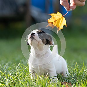 A cute little jack russell terrier puppy dog plays outdoors