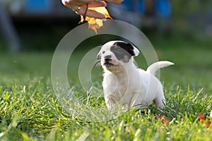 A cute little jack russell terrier puppy dog plays outdoors