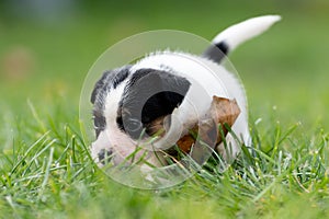 A cute little jack russell terrier puppy dog plays outdoors