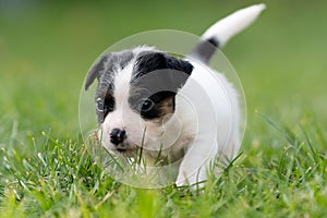 A cute little jack russell terrier puppy dog plays outdoors