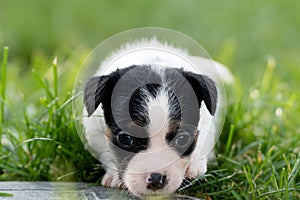 A cute little jack russell terrier puppy dog plays outdoors