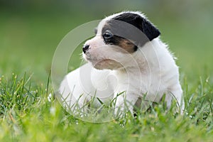 A cute little jack russell terrier puppy dog plays outdoors