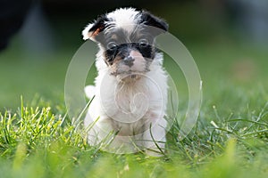 A cute little jack russell terrier puppy dog plays outdoors