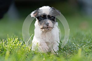 A cute little jack russell terrier puppy dog plays outdoors