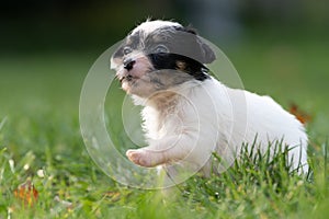 A cute little jack russell terrier puppy dog plays outdoors