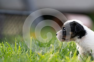 A cute little jack russell terrier puppy dog plays outdoors