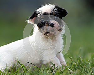 A cute little jack russell terrier puppy dog plays outdoors