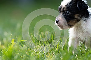 A cute little jack russell terrier puppy dog plays outdoors