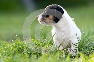A cute little jack russell terrier puppy dog plays outdoors