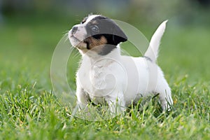 A cute little jack russell terrier puppy dog plays outdoors