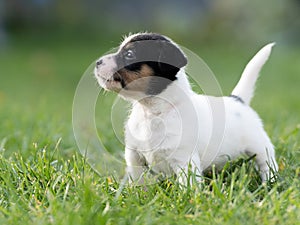 A cute little jack russell terrier puppy dog plays outdoors