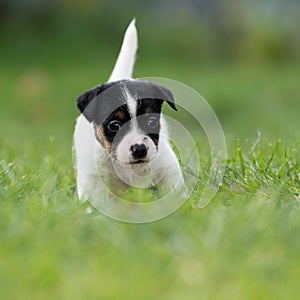 A cute little jack russell terrier puppy dog plays outdoors