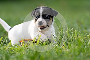 A cute little jack russell terrier puppy dog plays outdoors