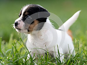 A cute little jack russell terrier puppy dog plays outdoors