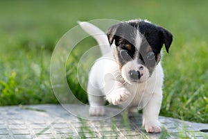 A cute little jack russell terrier puppy dog plays outdoors