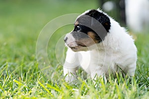 A cute little jack russell terrier puppy dog plays outdoors