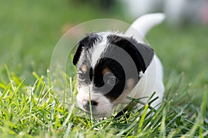 A cute little jack russell terrier puppy dog plays outdoors