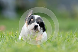 A cute little jack russell terrier puppy dog plays outdoors