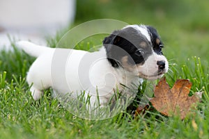 A cute little jack russell terrier puppy dog plays outdoors