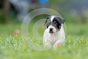 A cute little jack russell terrier puppy dog plays outdoors