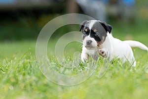 A cute little jack russell terrier puppy dog plays outdoors