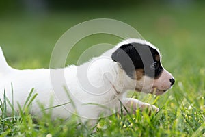 A cute little jack russell terrier puppy dog plays outdoors