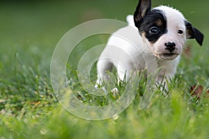 A cute little jack russell terrier puppy dog plays outdoors