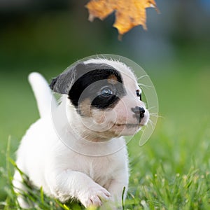 A cute little jack russell terrier puppy dog plays outdoors