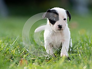 A cute little jack russell terrier puppy dog plays outdoors