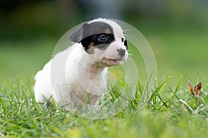 A cute little jack russell terrier puppy dog plays outdoors