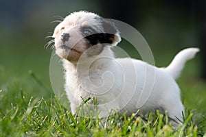 A cute little jack russell terrier puppy dog plays outdoors