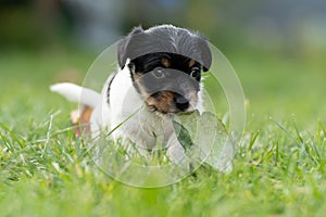 A cute little jack russell terrier puppy dog plays outdoors