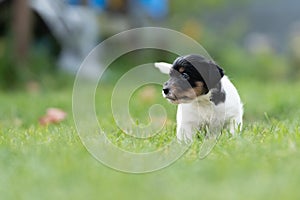 A cute little jack russell terrier puppy dog plays outdoors